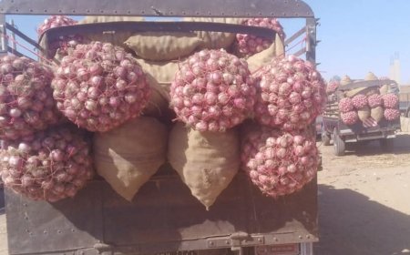 بقيمة ألف جنيه لكل شريحة.. بيع البصل(شرائح) في أسواق كادقلي 