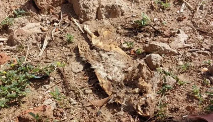 بدء التحقيق ميدانياً في ظاهرة نفوق الفئران بالجزيرة