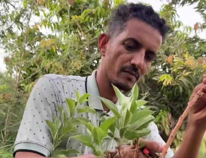 نجاح زراعة التفاح في ولاية نهر النيل 