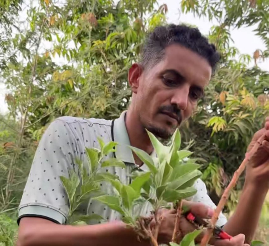 نجاح زراعة التفاح في ولاية نهر النيل 